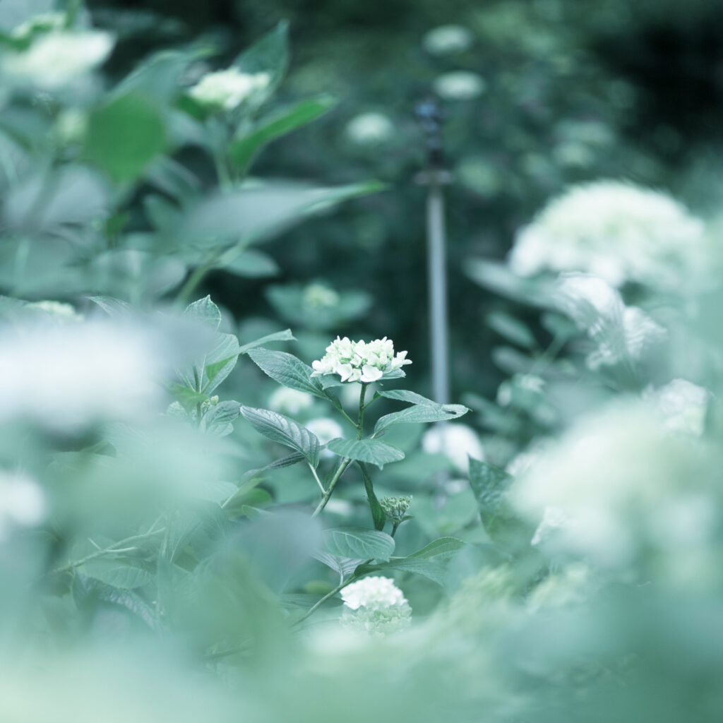 Emerald Silence - Hydrangea Sea at Yata-dera Temple, Nara