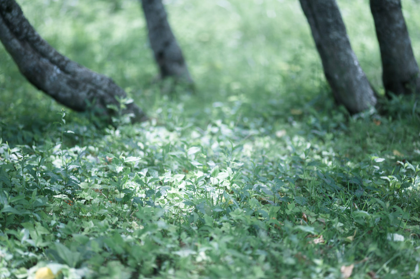 青山リゾート ハーブガーデン