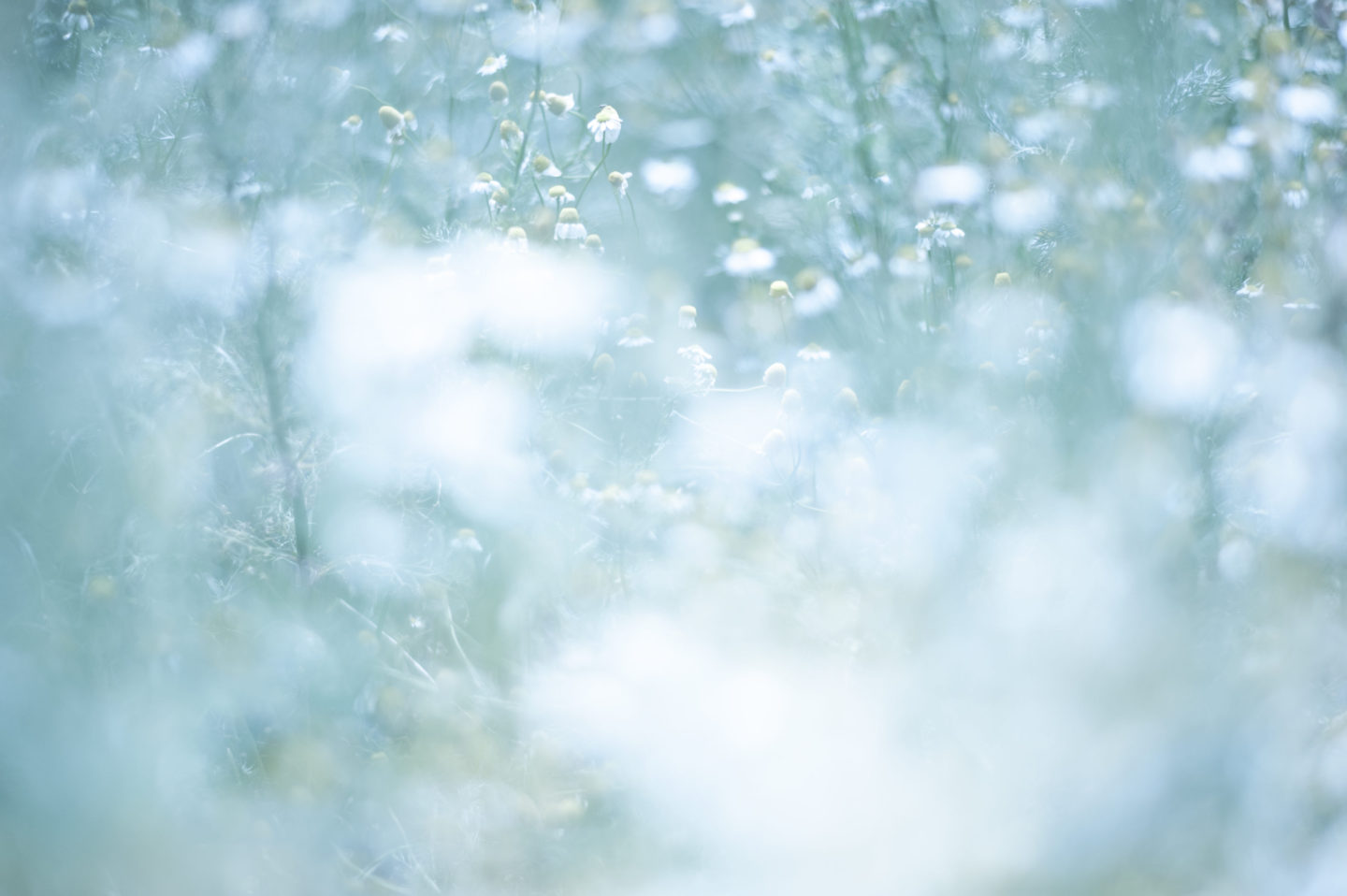 青山リゾート ハーブガーデン