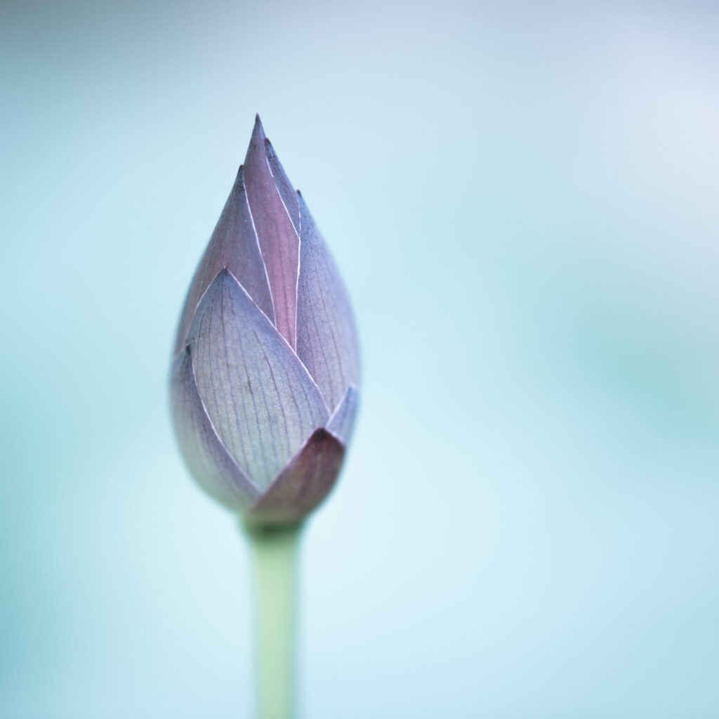 Sacred Awakening - Lotus Bud at Hase-dera Temple, Nara