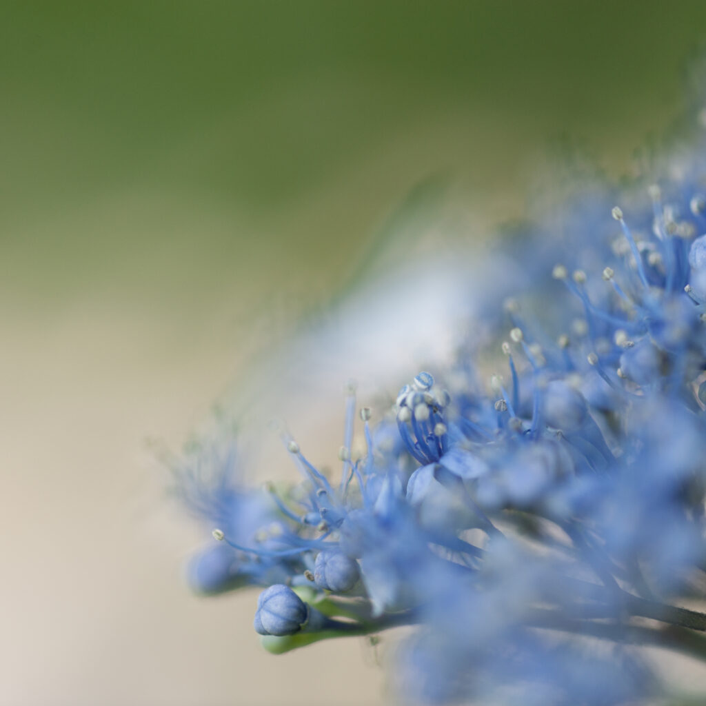 Painterly Hydrangea: A Macro Art Study