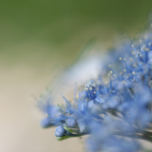 Painterly Hydrangea: A Macro Art Study poster
