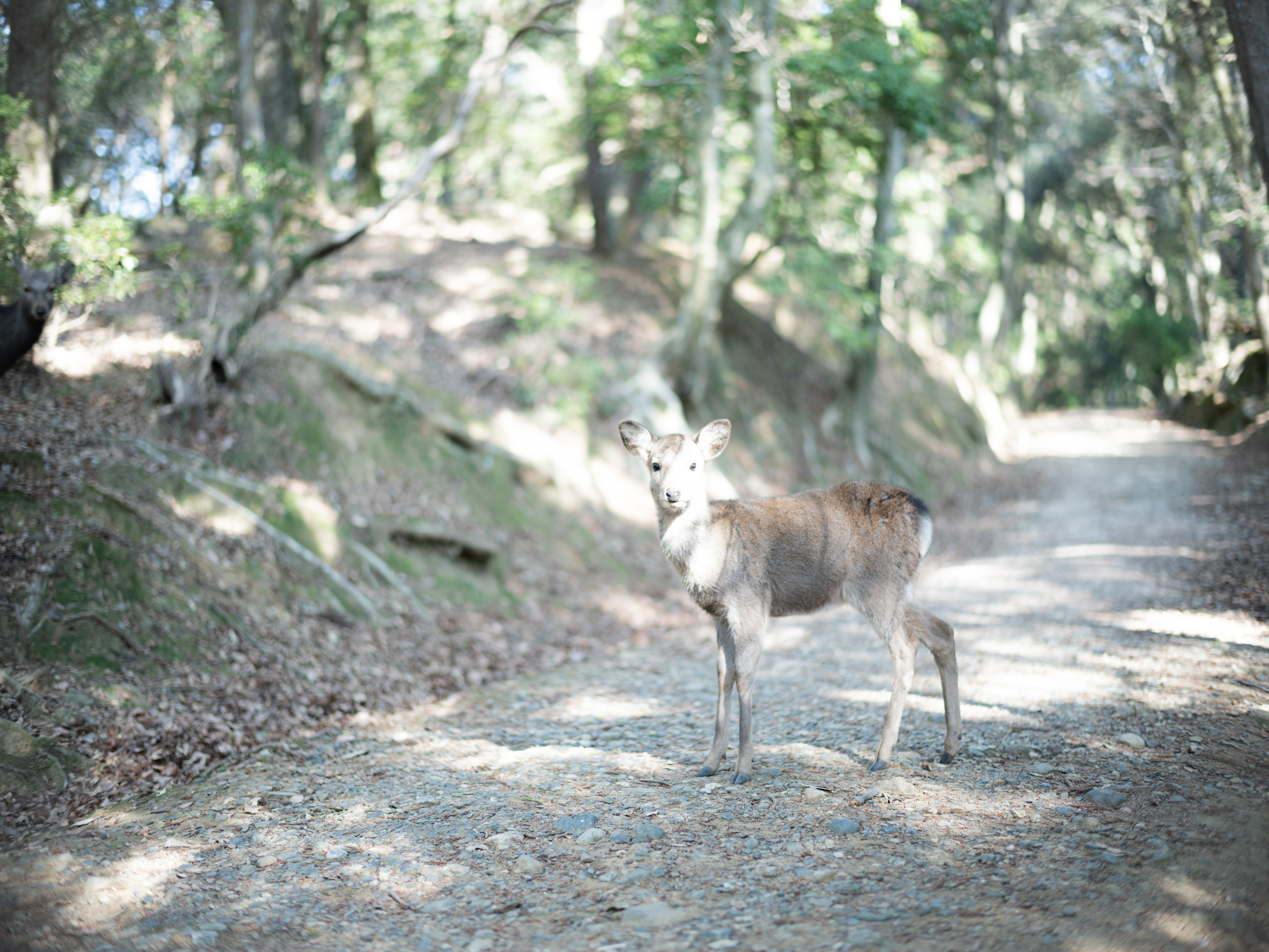 The Upper Priest’s Path: Kami-no-Negimichi at Kasuga Taisha