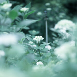 Ephemeral Bloom: Soft Green Hydrangeas