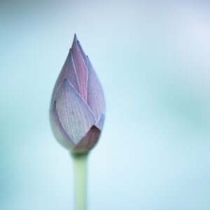 Lotus Bud: Serenity in Blue