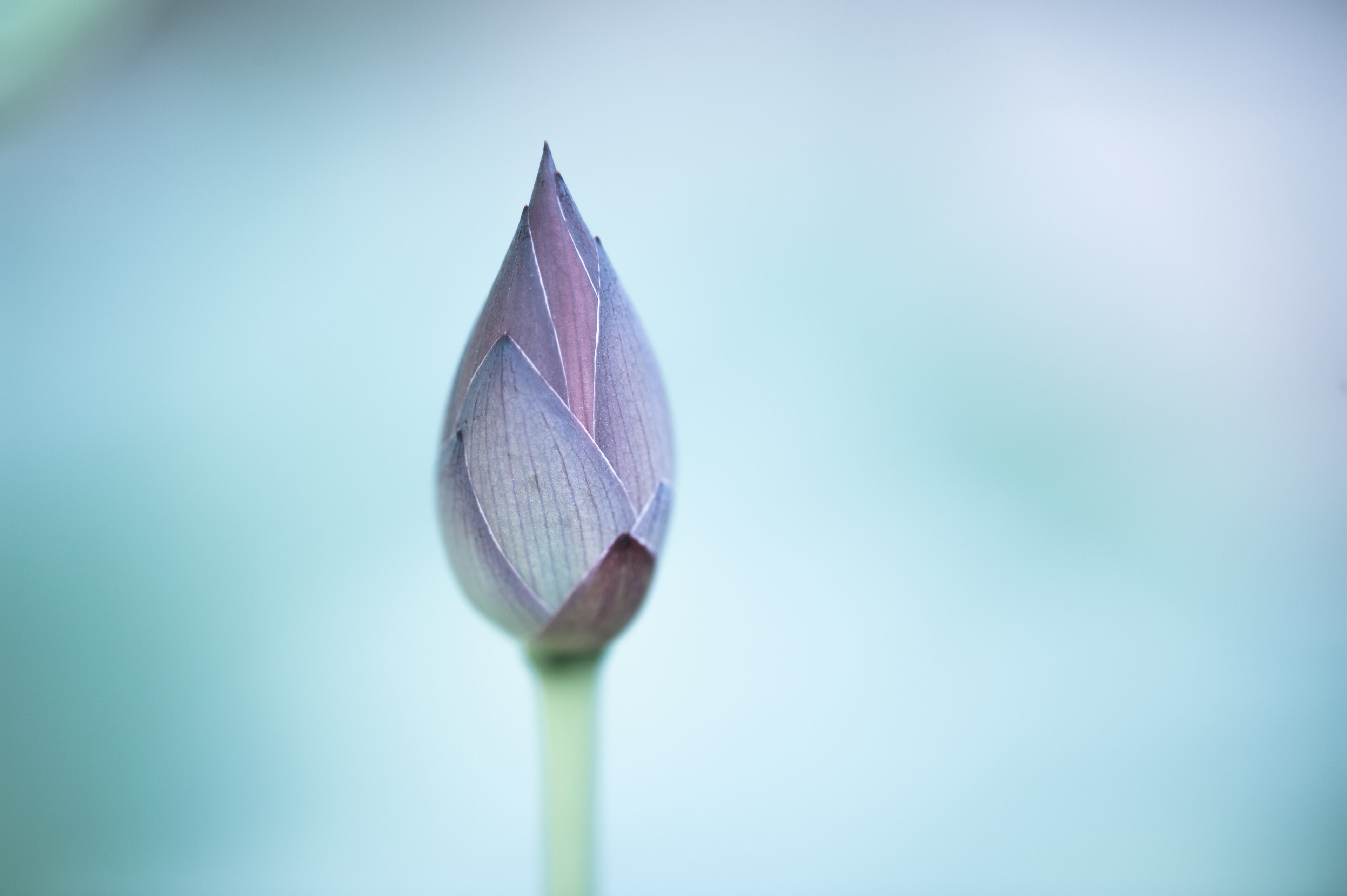 Lotus Bud: Serenity in Blue