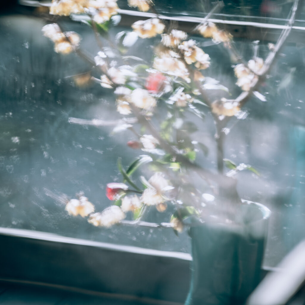 Whispering Blossoms - Nigiwai-no-ie, Nara (Fine Art Matte Poster)