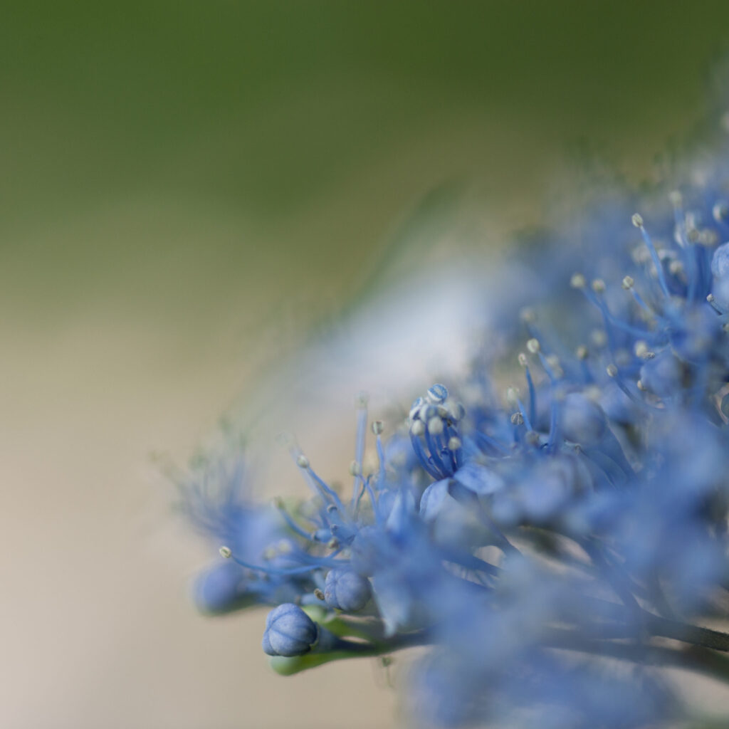 Azure Hydrangea - Daian-ji Temple, Nara (Fine Art Matte Poster)