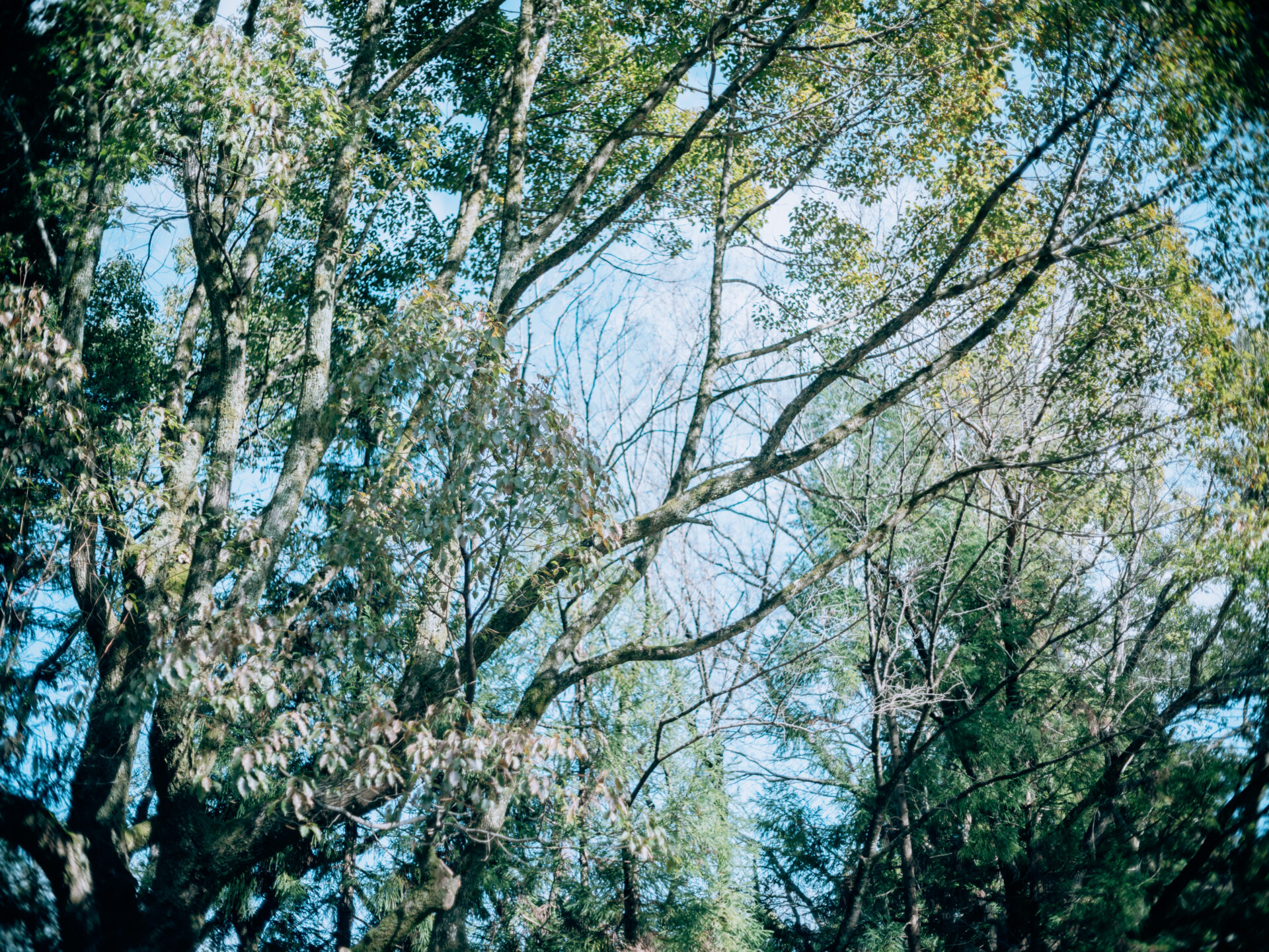 Fujifilm GFX50SⅡ × Minolta MC 50mm 1.7