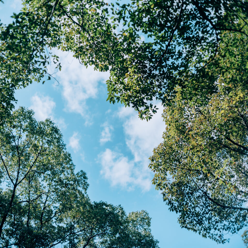 Fujifilm GFX50SⅡ × Minolta MC 50mm 1.7