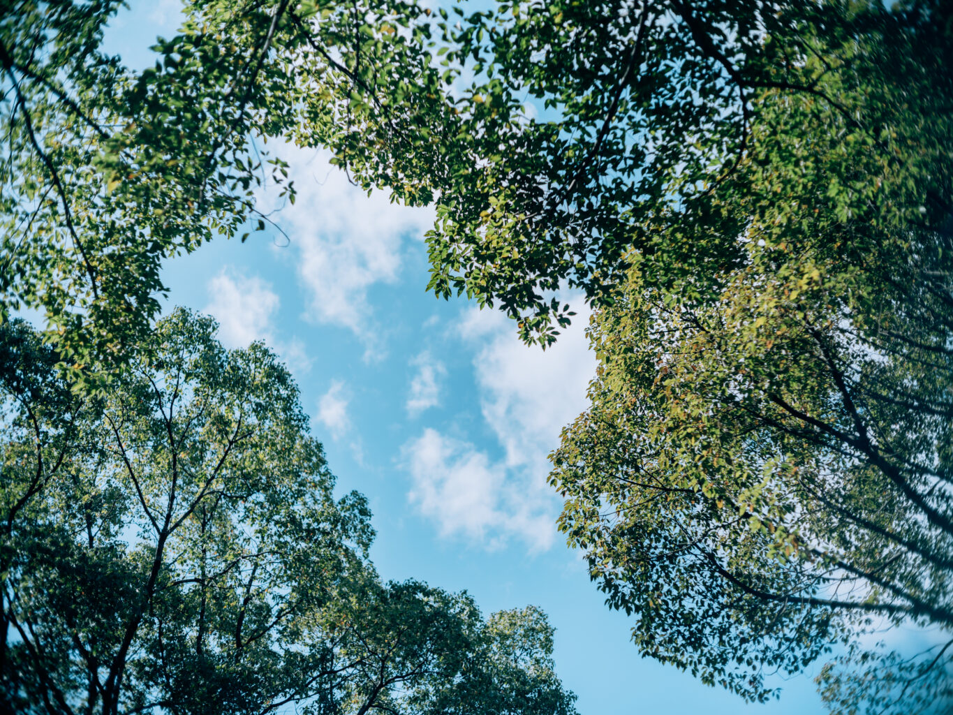 The Gentle Light of Nara