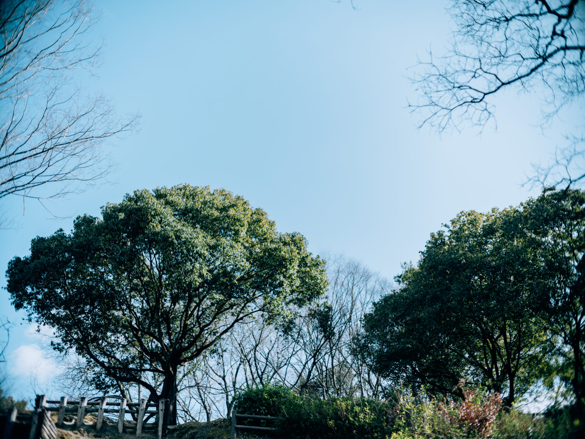 Fujifilm GFX50SⅡ × Minolta MC 50mm 1.7