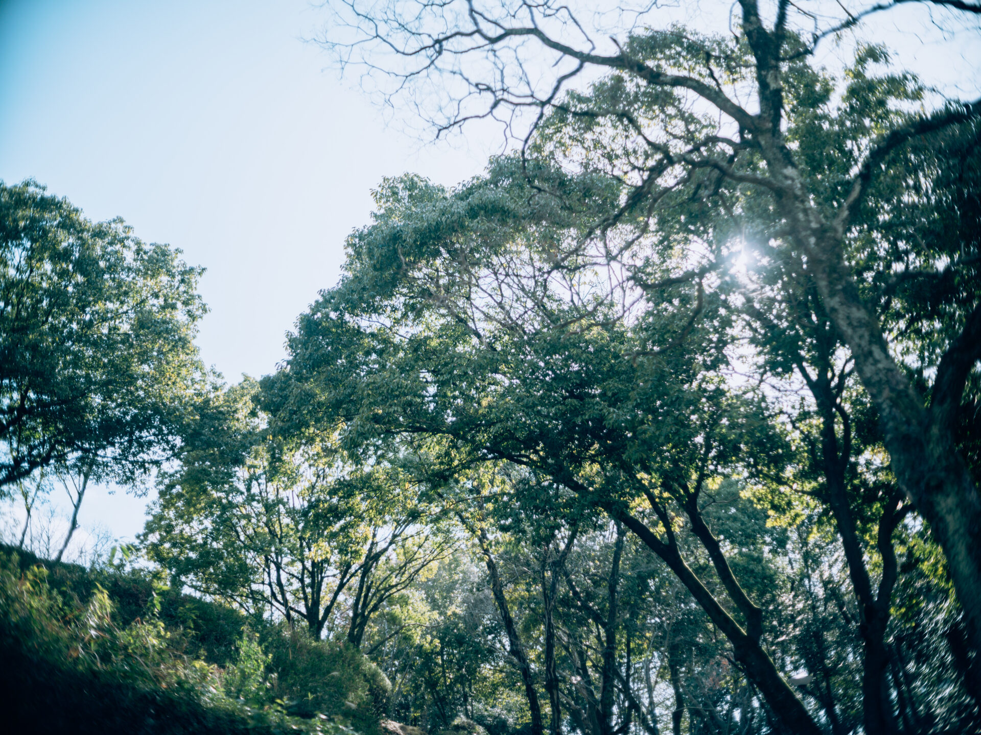 Fujifilm GFX50SⅡ × Minolta MC 50mm 1.7