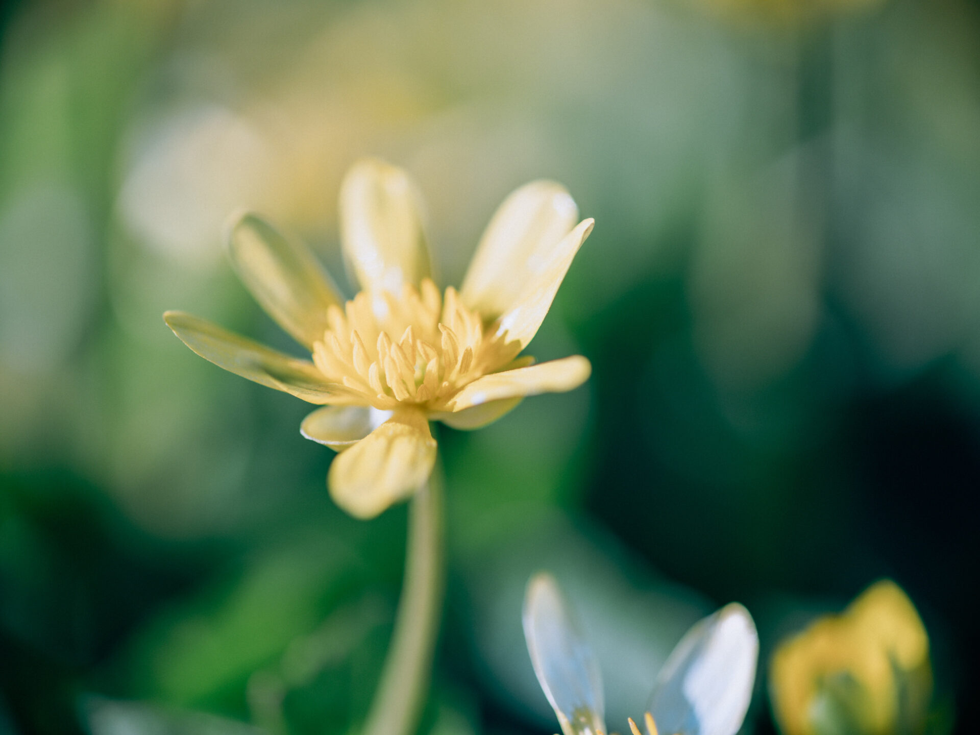 Lesser Celandine
