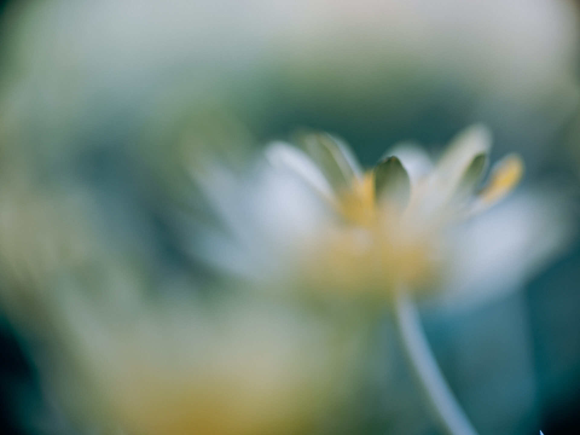 Golden Gems: The Early Spring Bloom of Lesser Celandine