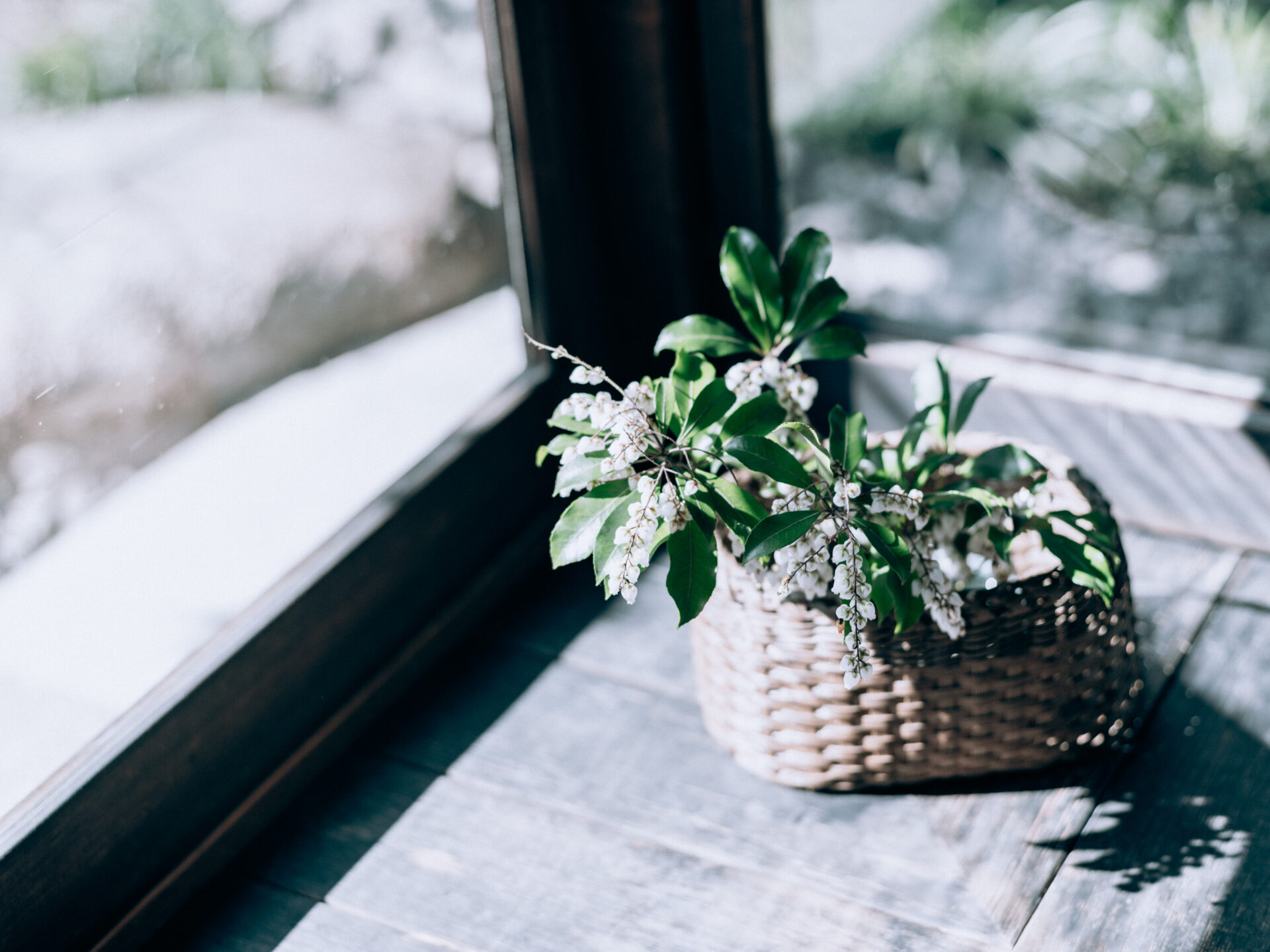 GFX50S II / MAMIYA 80/f1.9 / Flowers, Nara, Nara-machi, Traditional Japanese House