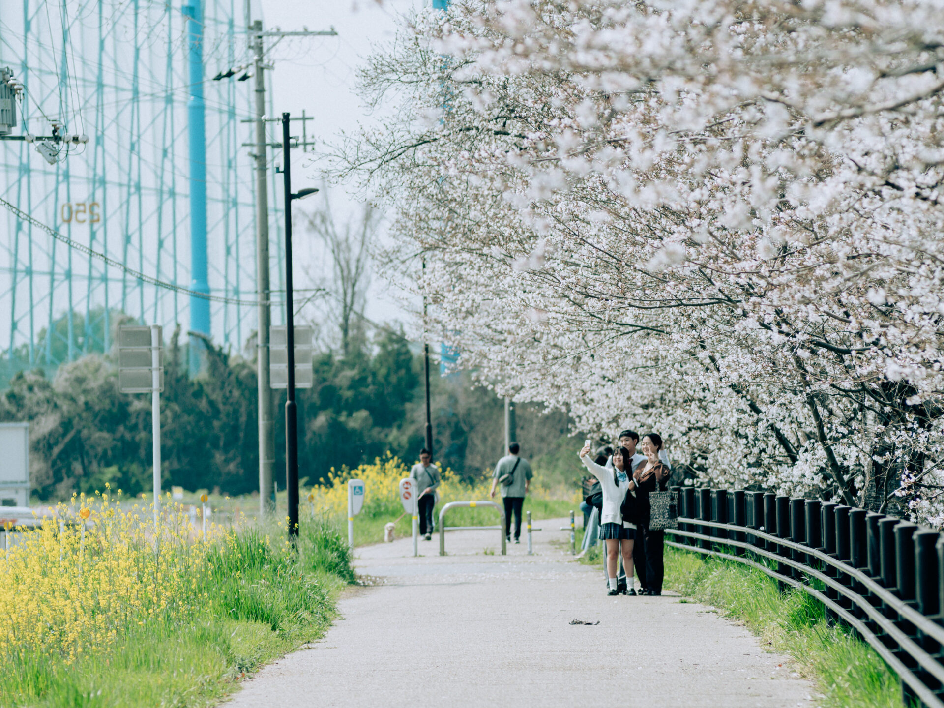 GFX50S II / NIKKOR 180/f2.8 / Botanical, Cherry-blossom, Flowers, Landscape, Spring