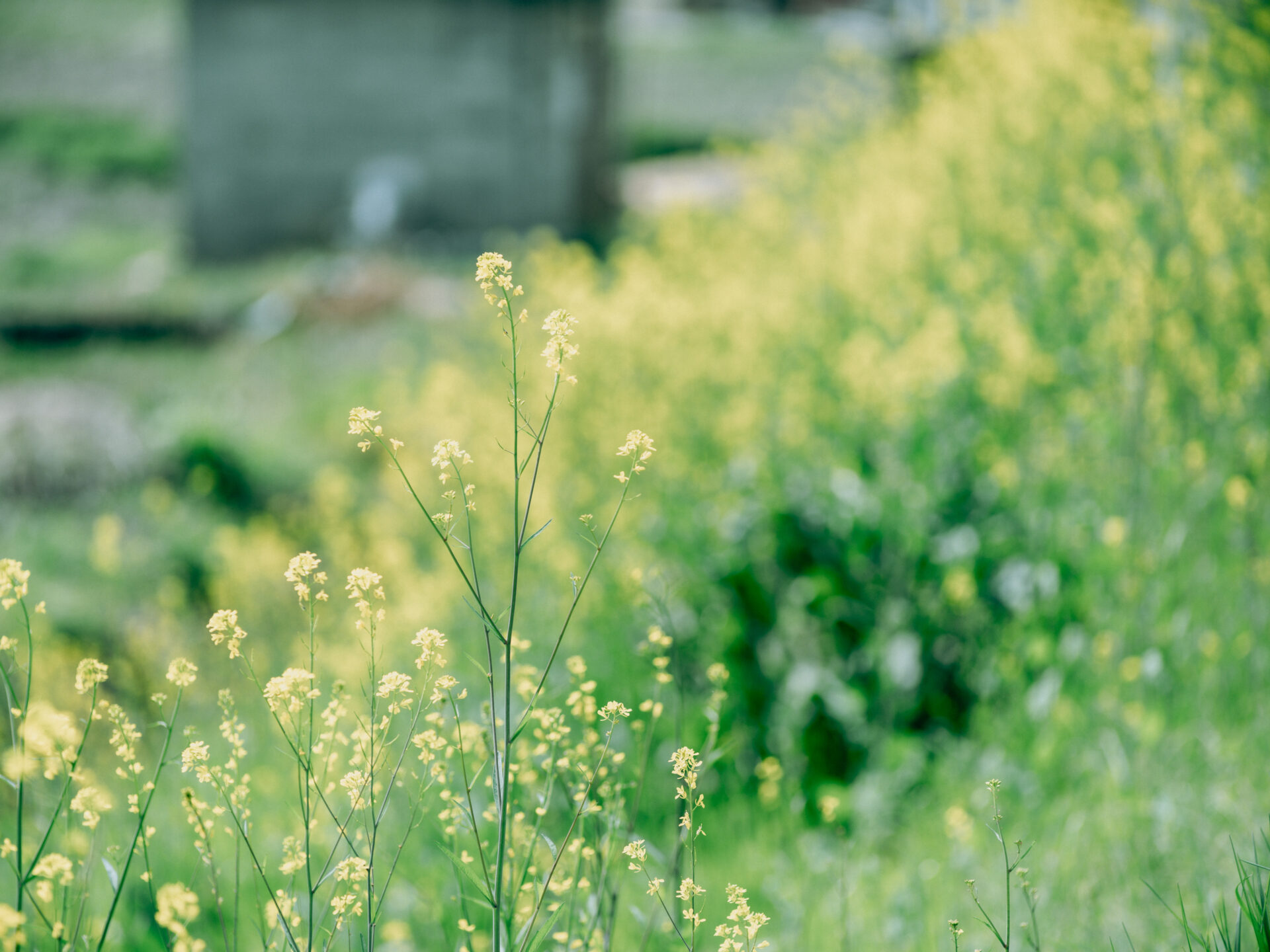 GFX50S II / NIKKOR 180/f2.8 / Botanical, Cherry-blossom, Flowers, Landscape, Spring