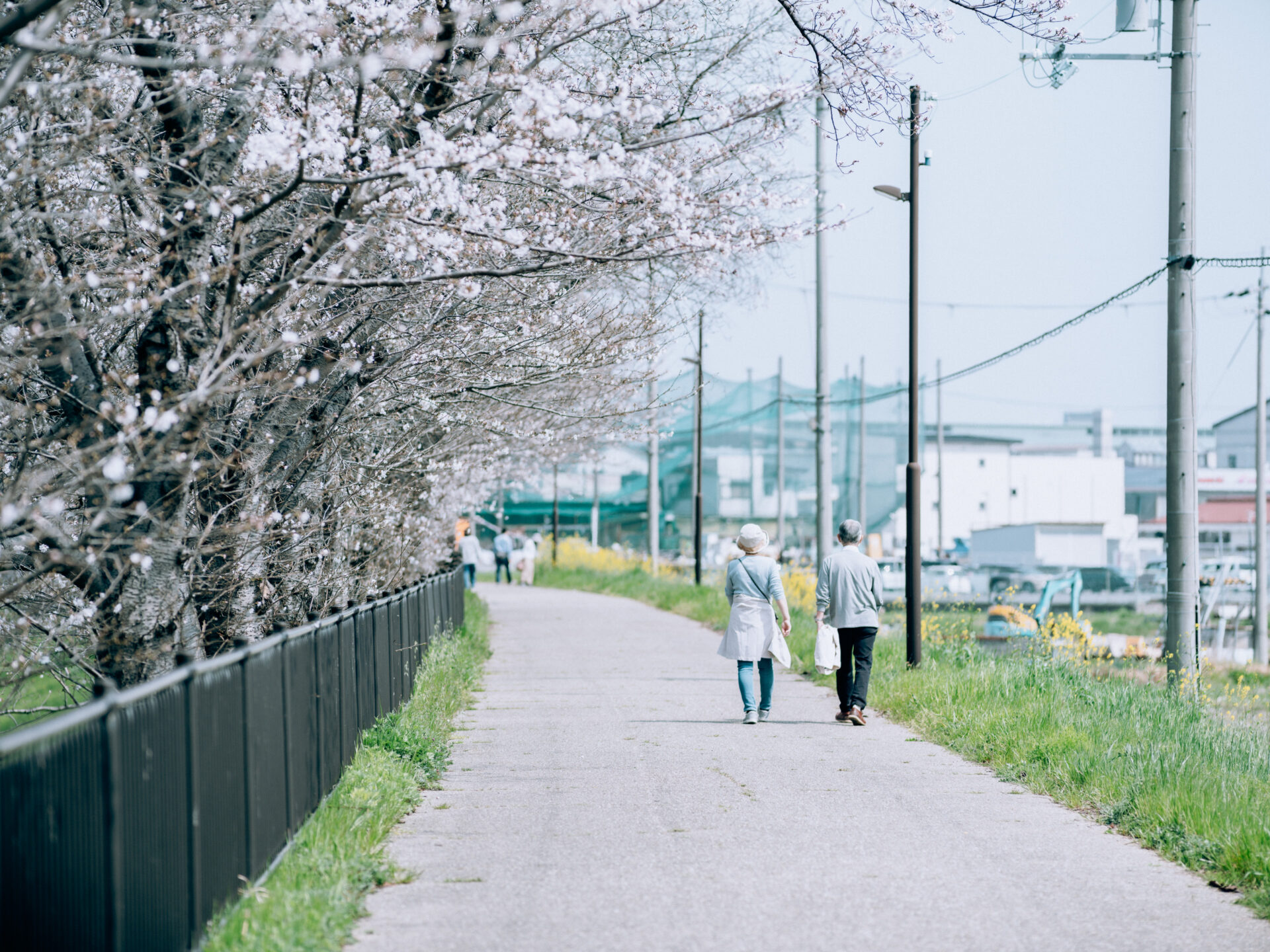 GFX50S II / NIKKOR 180/f2.8 / Botanical, Cherry-blossom, Flowers, Landscape, Spring