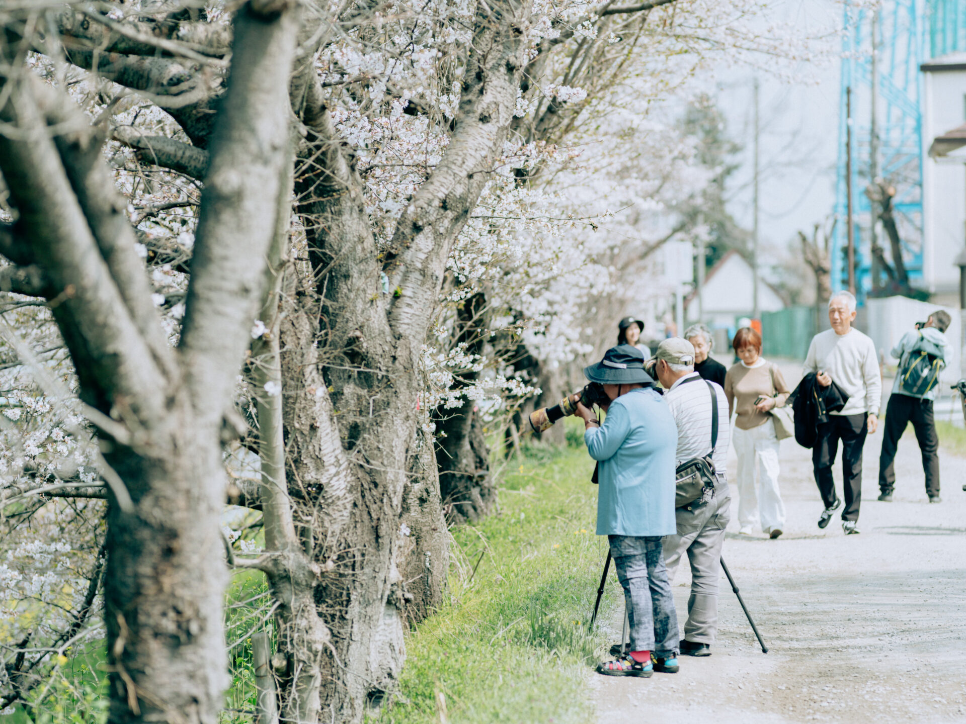 GFX50S II / NIKKOR 180/f2.8 / Botanical, Cherry-blossom, Flowers, Landscape, Spring