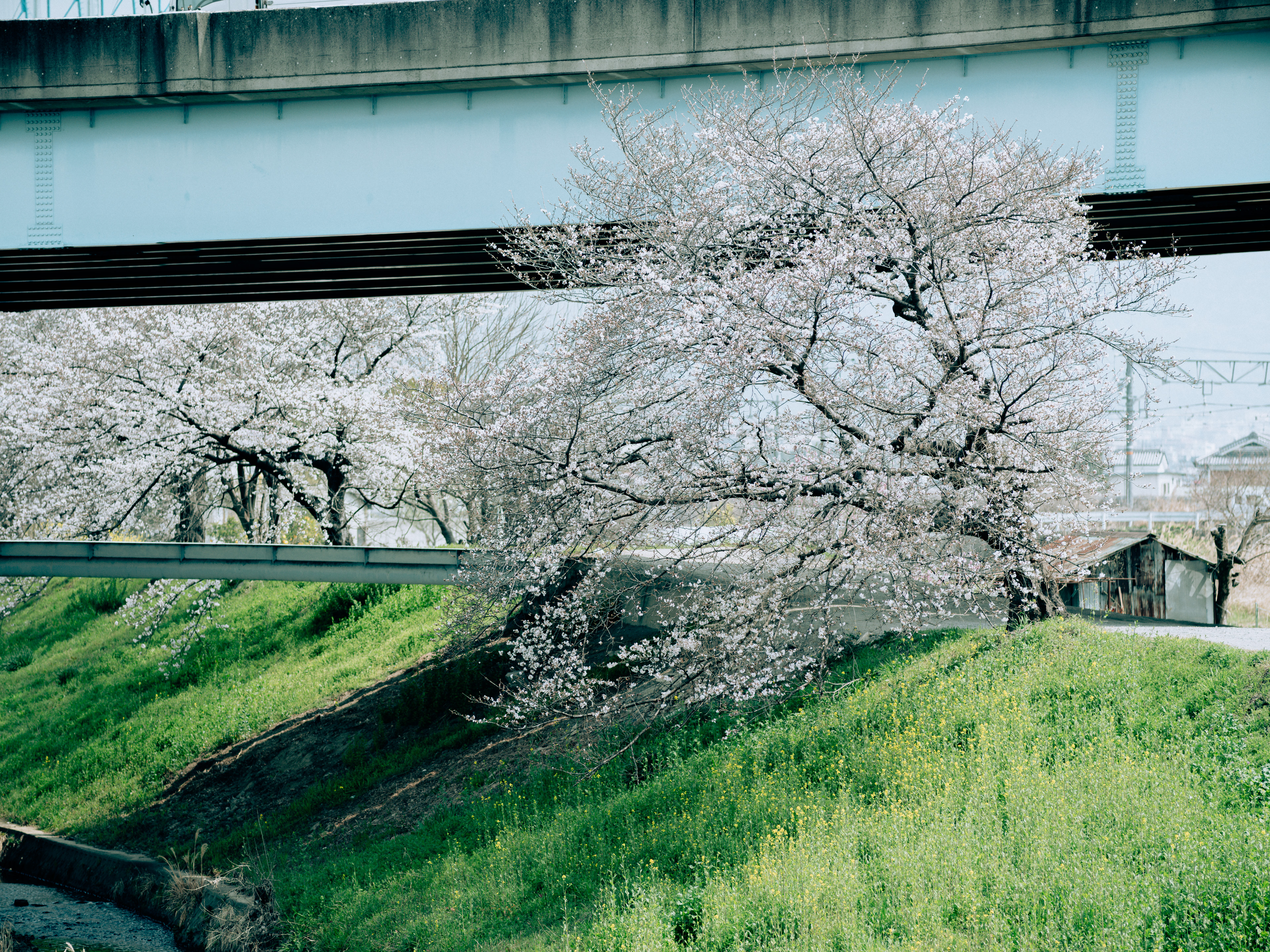 GFX50S II / NIKKOR 180/f2.8 / Botanical, Cherry-blossom, Flowers, Landscape, Spring