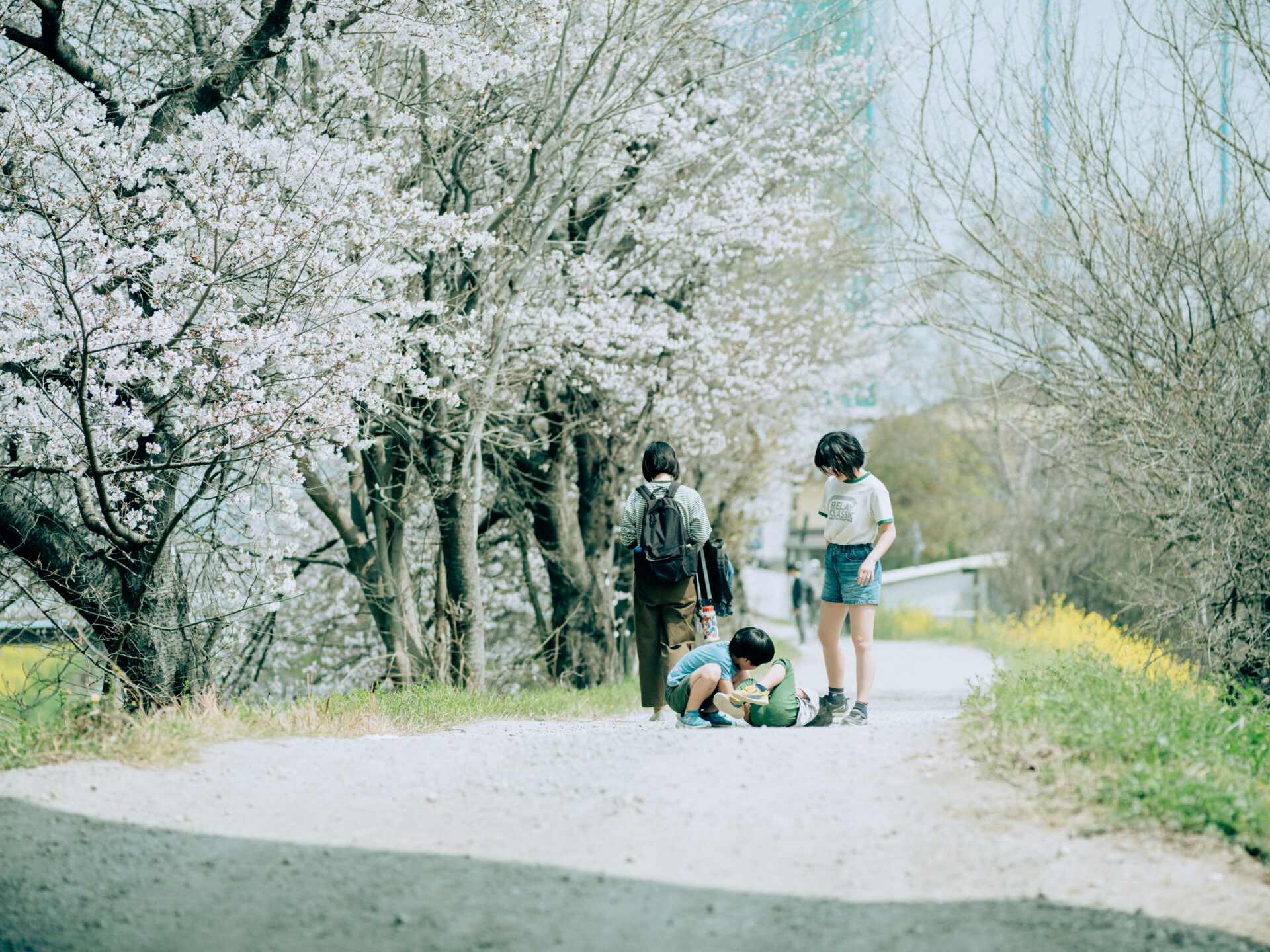 GFX50S II / NIKKOR 180/f2.8 / Botanical, Cherry-blossom, Flowers, Landscape, Spring