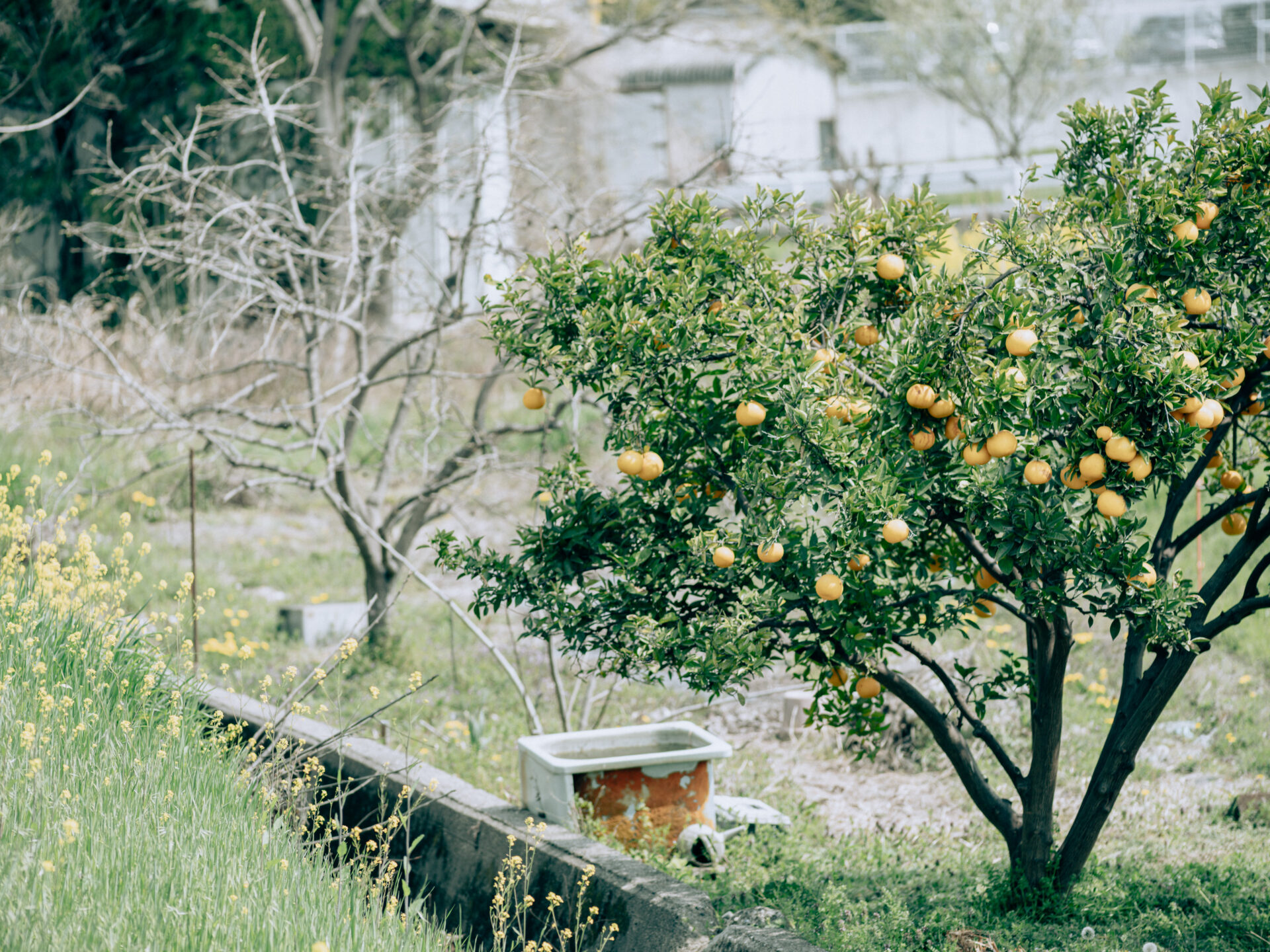 GFX50S II / NIKKOR 180/f2.8 / Botanical, Cherry-blossom, Flowers, Landscape, Spring