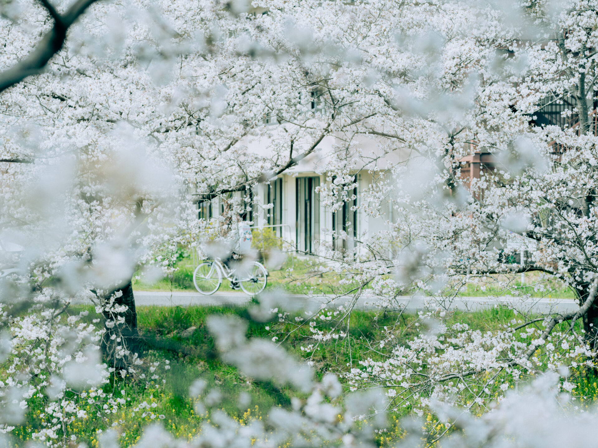 GFX50S II / NIKKOR 180/f2.8 / Botanical, Cherry-blossom, Flowers, Landscape, Spring