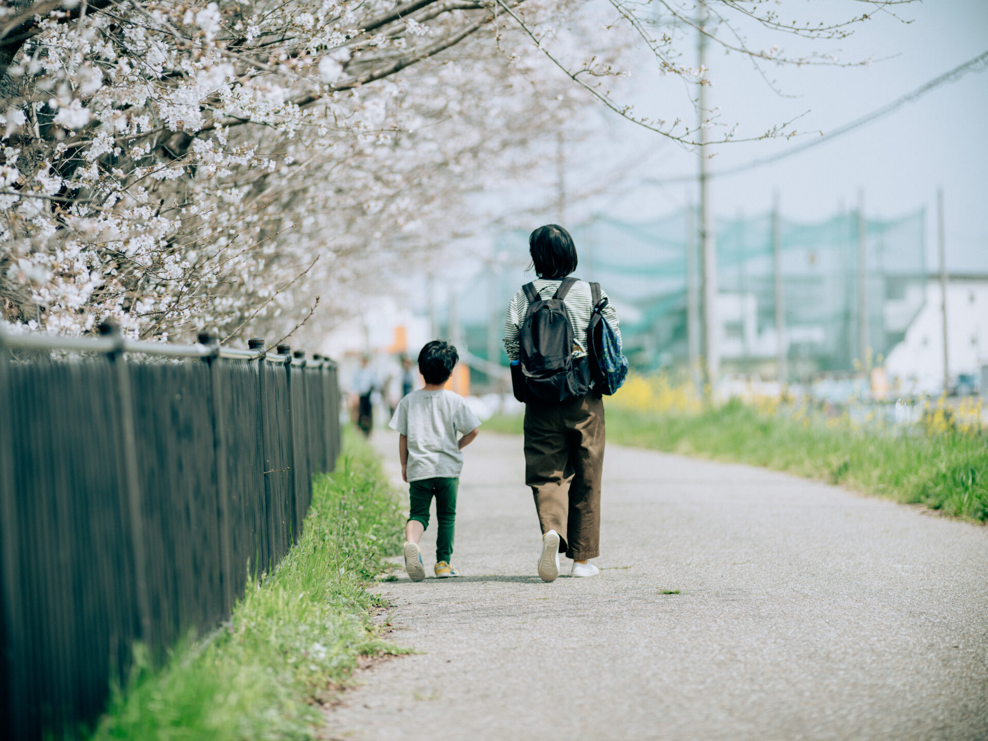 GFX50S II / NIKKOR 180/f2.8 / Botanical, Cherry-blossom, Flowers, Landscape, Spring