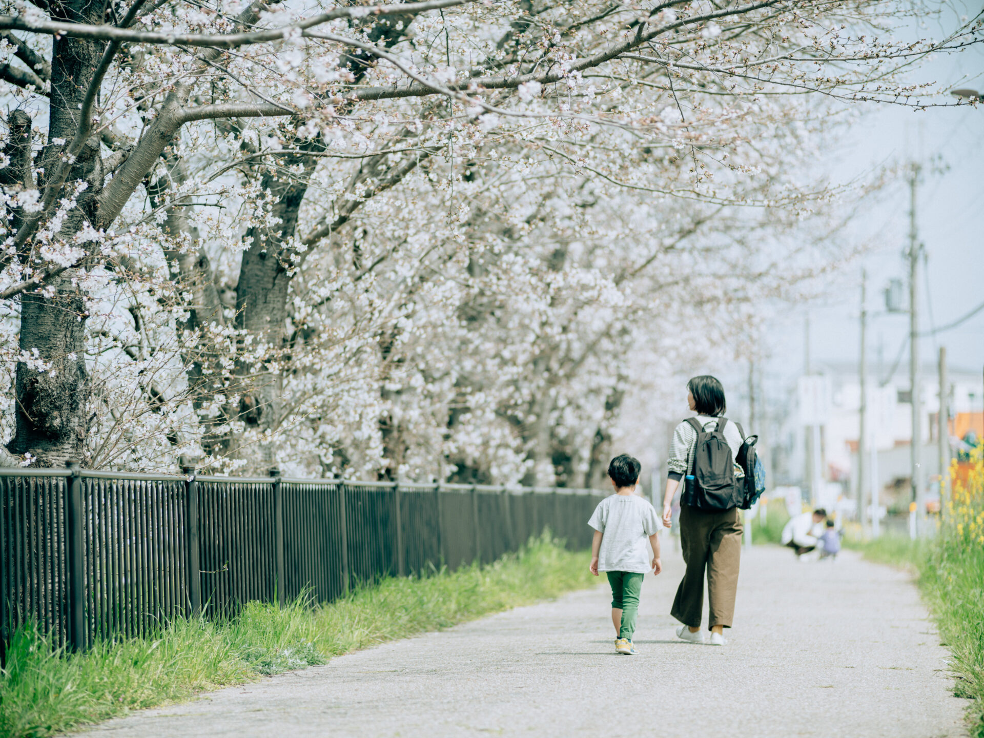 GFX50S II / NIKKOR 180/f2.8 / Botanical, Cherry-blossom, Flowers, Landscape, Spring