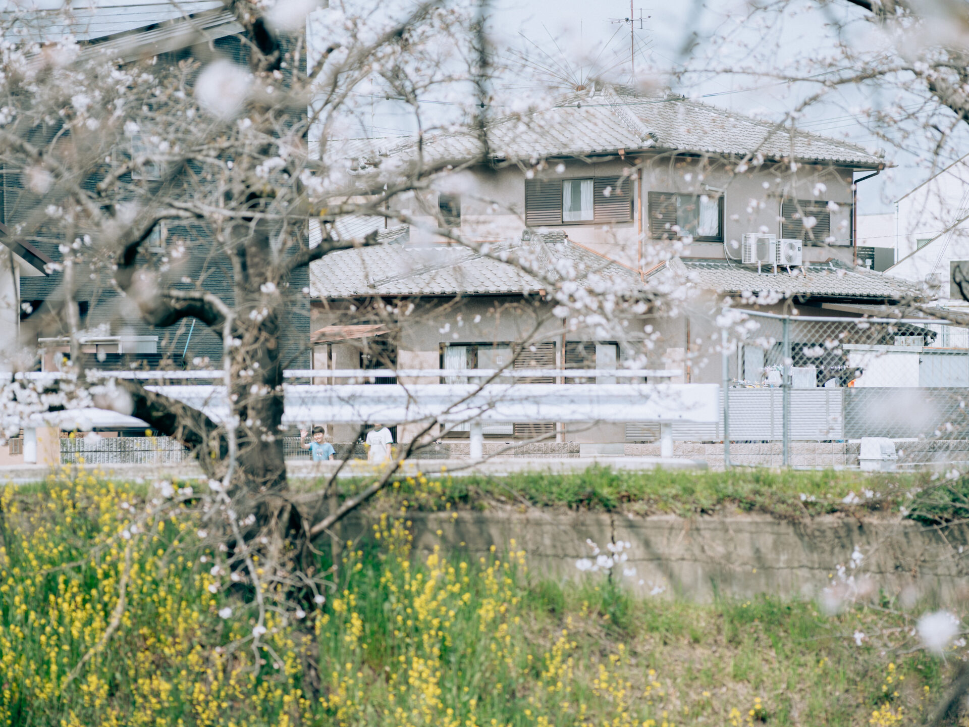 GFX50S II / NIKKOR 180/f2.8 / Botanical, Cherry-blossom, Flowers, Landscape, Spring