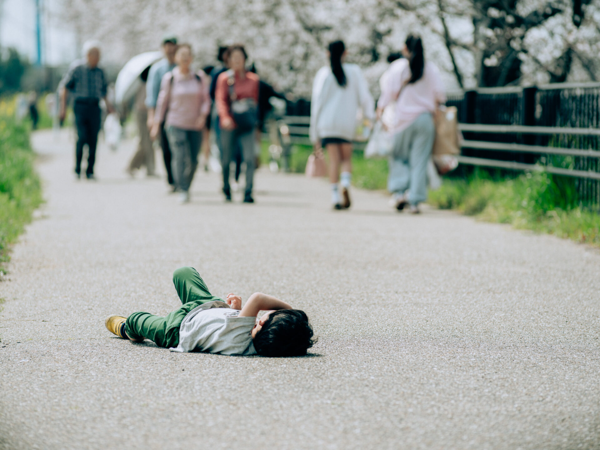 GFX50S II / NIKKOR 180/f2.8 / Botanical, Cherry-blossom, Flowers, Landscape, Spring