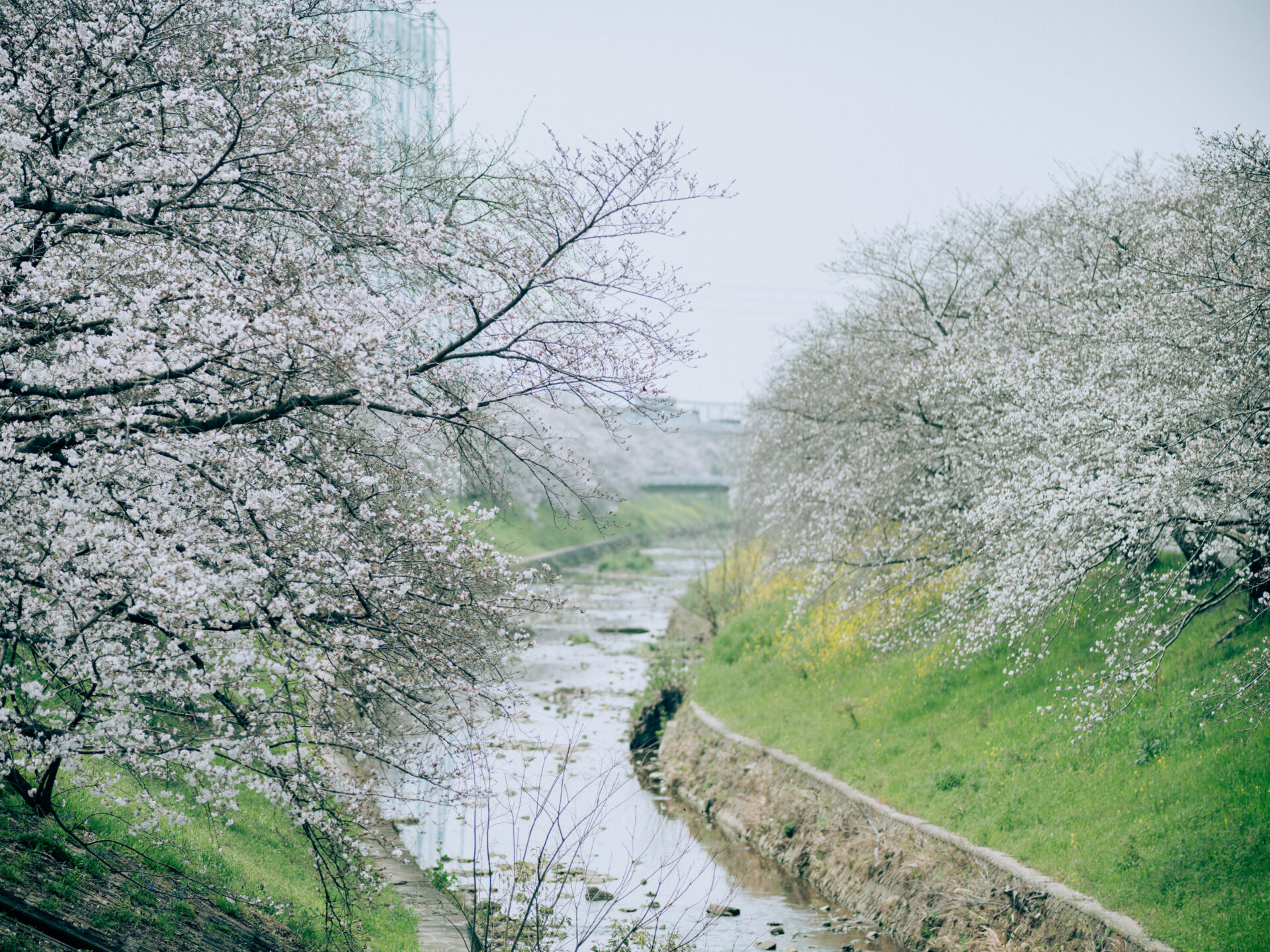 GFX50S II / NIKKOR 180/f2.8 / Botanical, Cherry-blossom, Flowers, Landscape, Spring