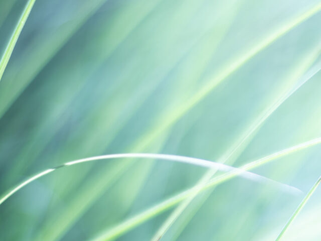 The grass of Daian-ji Temple