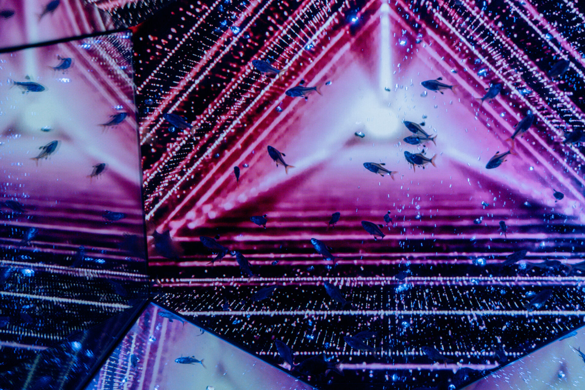 NIKON Z fc / NIKKOR Z DX 16-50mm f/3.5-6.3 VR / Amusement park