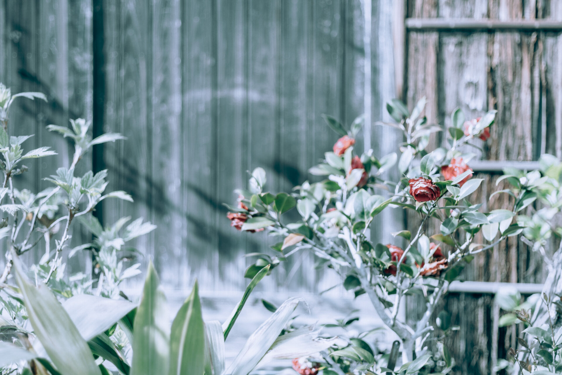NIKON Z 7 / 0.0 mm f/0.0 / Flowers, Nara-machi, Traditional Japanese House