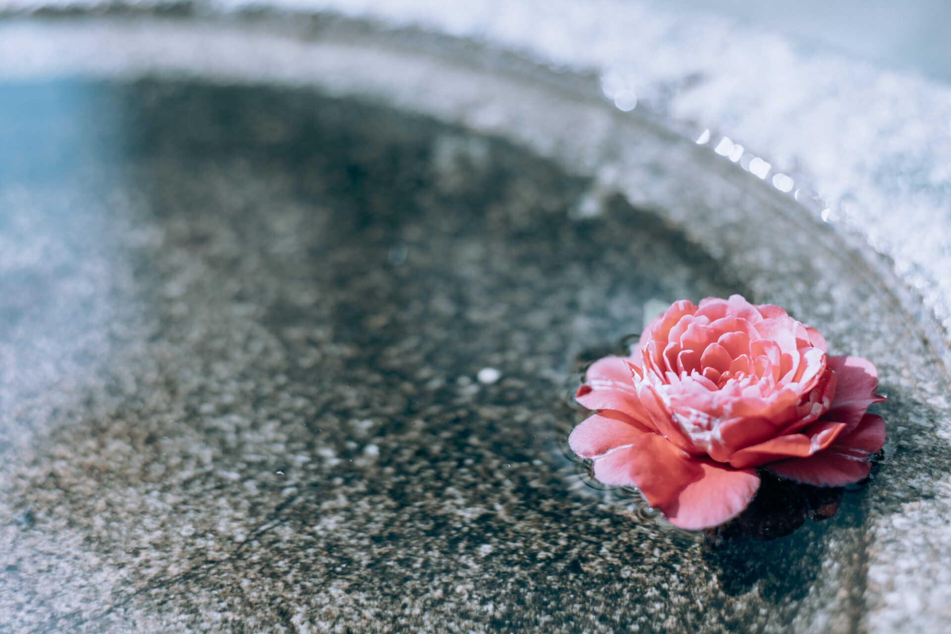 NIKON Z 7 / 0.0 mm f/0.0 / Flowers, Nara-machi, Traditional Japanese House